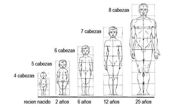 proporciones del cuerpo - dibujo